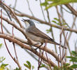 Lesser Whitethroat