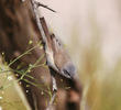 Lesser Whitethroat