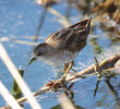 Little Crake (Juvenile)