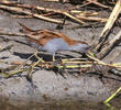 Little Crake (Male)