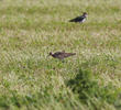 Little Curlew