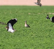 Little Curlew (With Northern Lapwings and Common Starlings)