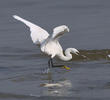 Little Egret 