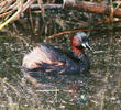 Little Grebe (Breeding plumage)