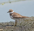 Little Ringed Plover (Autumn immature)