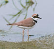 Little Ringed Plover (Breeding plumage)