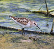 Little Stint (Autumn)