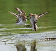 Little Stints (Summer)