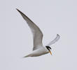 Little Tern