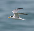 Little Tern