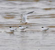 Little Terns