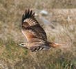 Long-legged Buzzard