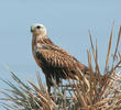 Long-legged Buzzard