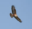 Long-legged Buzzard (Rufous morph)