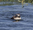 Long-tailed Duck