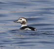 Long-tailed Duck