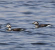 Long-tailed Duck