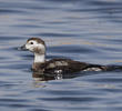 Long-tailed Duck