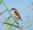 Long-tailed Shrike