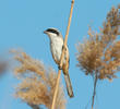 Long-tailed Shrike