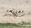 Macqueen’s Bustard