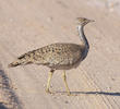 Macqueen’s Bustard