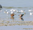 Mallard (Male and female)