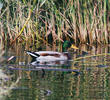 Mallard (Male)