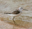 Marsh Sandpiper