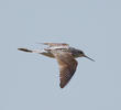 Marsh Sandpiper