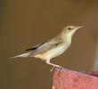 Marsh Warbler 