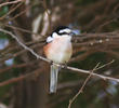 Masked Shrike (Male)