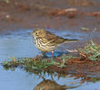 Meadow Pipit (Winter)