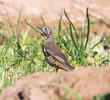 Mistle Thrush (Winter)