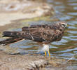 Montagu’s Harrier (Immature)