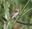 Mountain Chiffchaff