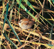 Moustached Warbler (mimica ssp.)