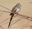 Namaqua Dove (Female)