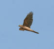 Northern Goshawk (Juvenile)