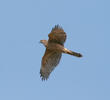 Northern Goshawk (Juvenile)