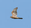 Northern Goshawk (Juvenile)