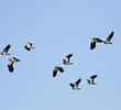 Northern Lapwing