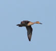 Northern Pintail (Female)