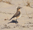 Northern Wheatear (Female)