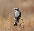 Northern Wheatear (Male)