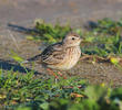 Oriental Skylark 