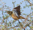 Ortolan Bunting (Male spring)