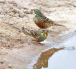 Ortolan Bunting (Males)