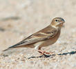 Pale Rockfinch