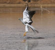 Pallid Harrier (Male)